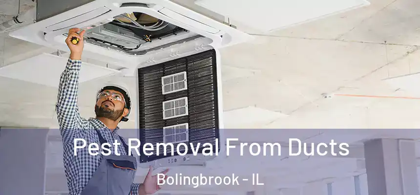  Pest Removal From Ducts Bolingbrook - IL